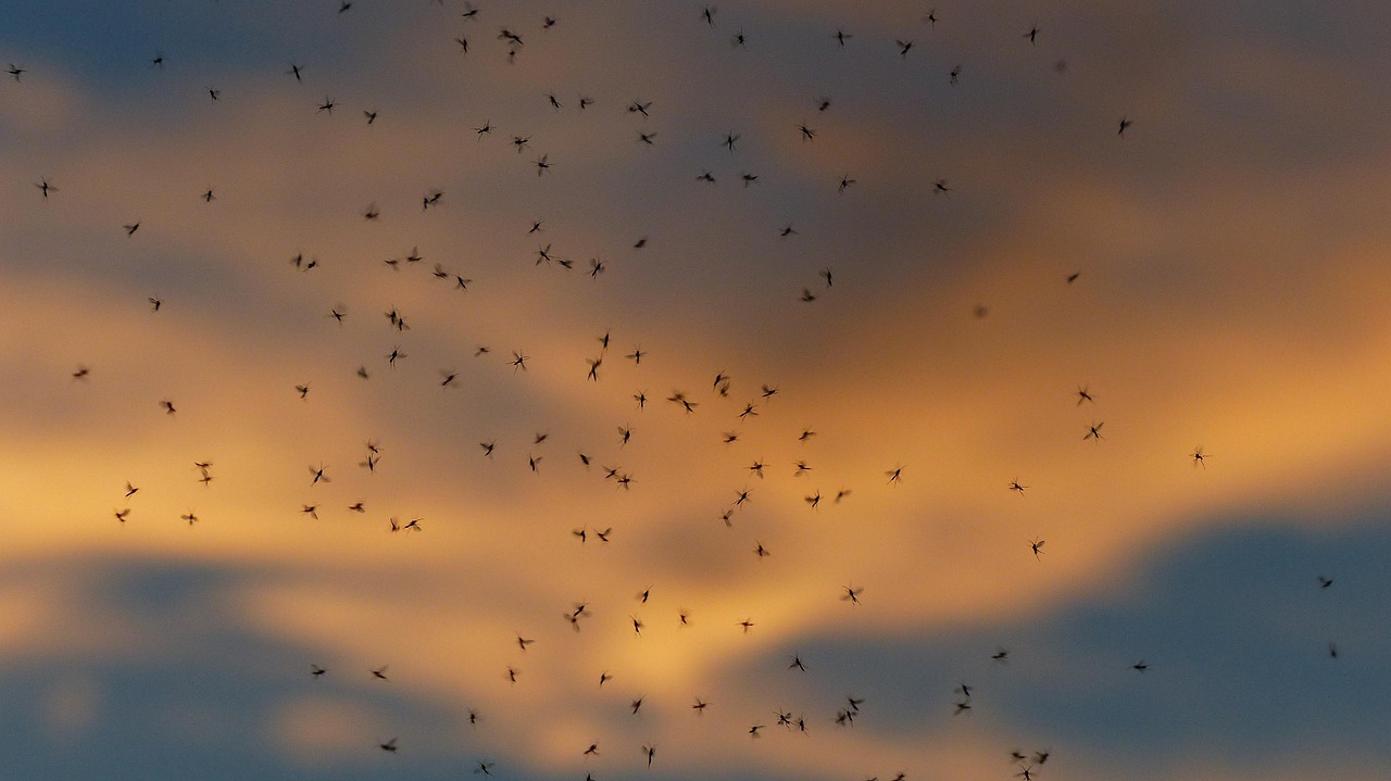 dance schools, mosquitoes, masses, en masse, bulk deposits, swarm of mosquitoes, swarm, swarm of flies, backlighting, insects, non-biting midges, chironomidae, dance mosquitoes, mosquitoes of flock of, two-winged, diptera, nematocera, swarms, rave, swarm out, partner determination, countless, lots, mosquitoes, mosquitoes, mosquitoes, mosquitoes, mosquitoes