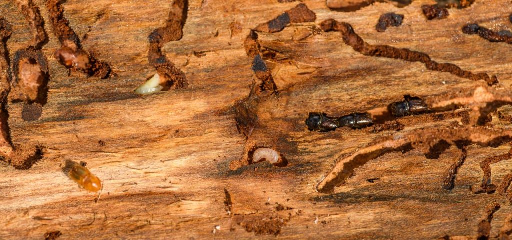 pexels photo 18021337 18021337 Detailed macro shot of beetles and larvae on wood, showcasing nature's complexity.