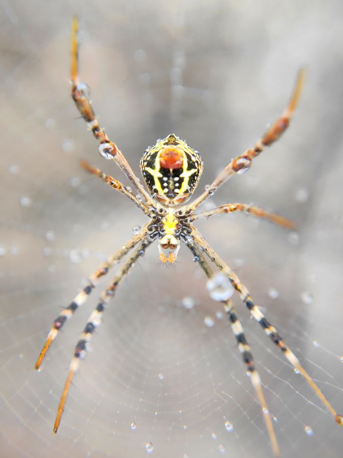 Vibrant spider adorned with dew drops on a silky web.