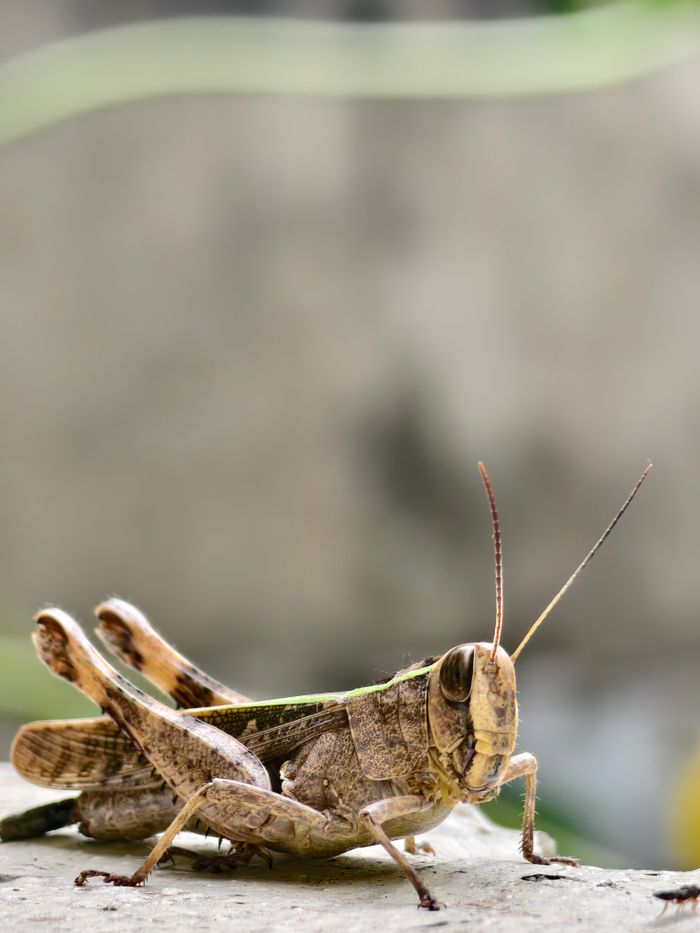 Detailed macro shot of a grasshopper resting on a stone surface against a blurred background.