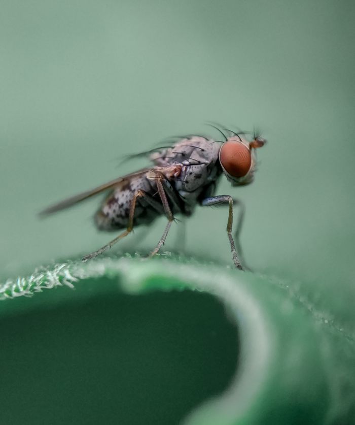 Close-up macro shot of a fly perched on a green leaf with detailed features and texture.