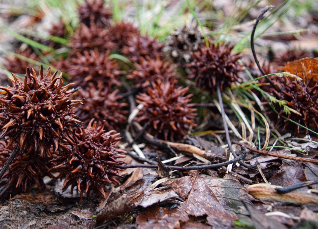 sweetgum, nature, leaves, tree, plant, colorful, color, pointy, desktop, foliage, sweetgum, sweetgum, sweetgum, sweetgum, sweetgum
